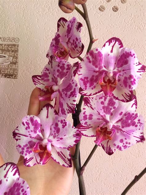 Fascinating Facts and Trivia About Phalaenopsis Magic Ary Orchids